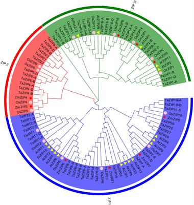 Genome-Wide Identification of Wheat ZIP Gene Family and Functional Characterization of the TaZIP13-B in Plants